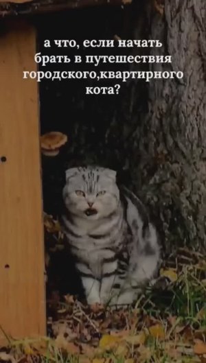 Кот-путешественник.