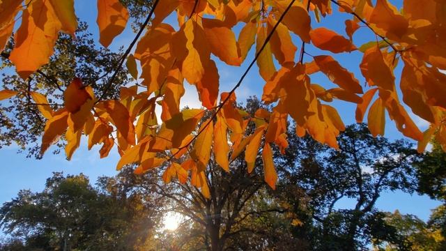 Осенняя мелодия смотреть онлайн