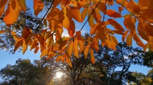 Осенняя мелодия