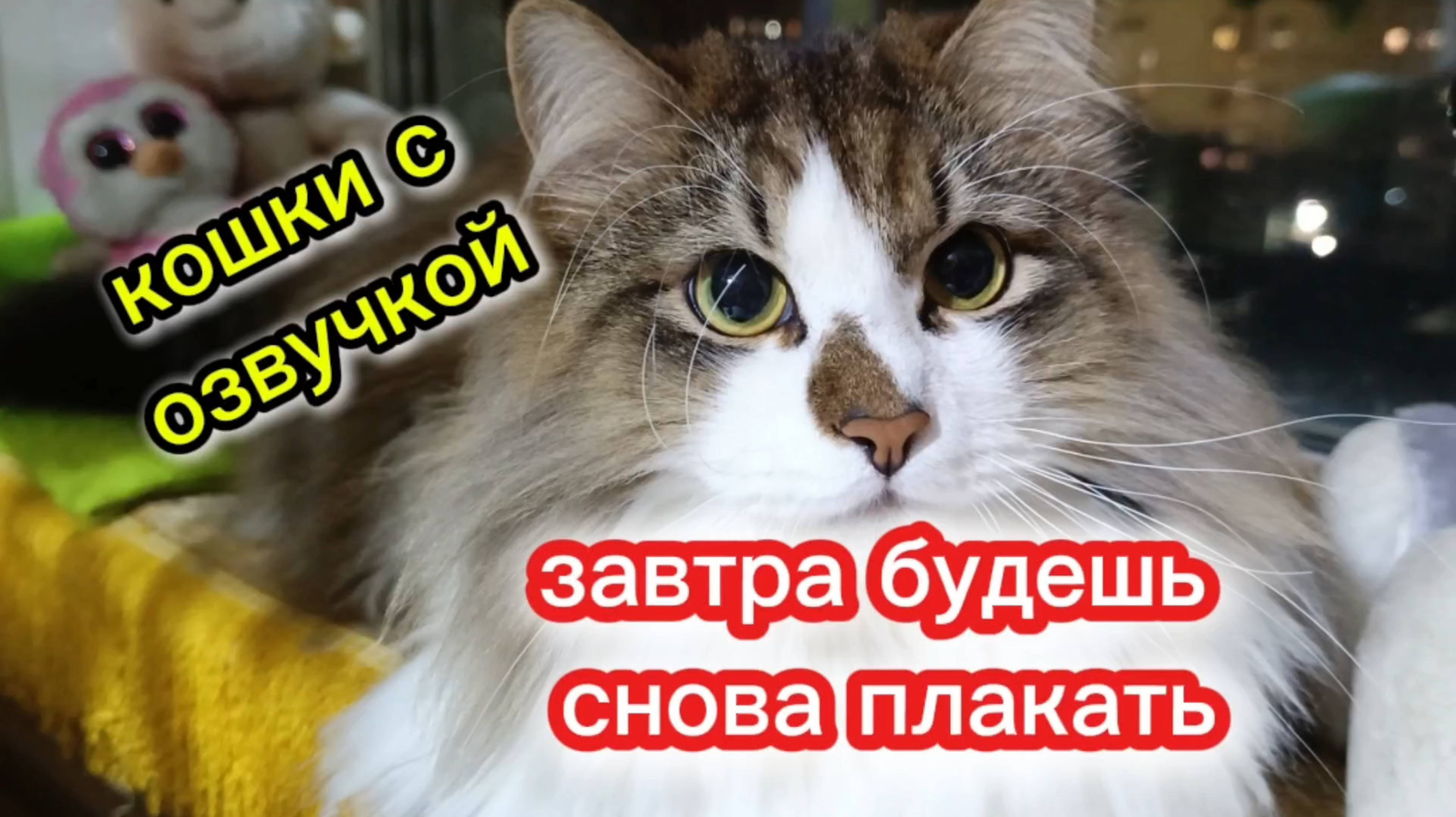 Кошки с озвучкой. Спокойной ночи! смотреть онлайн