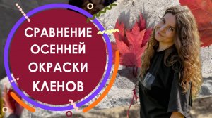 Сравнение осенней окраски кленов