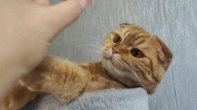 рыжая ленивка смотреть онлайн