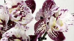 Орхидеи🌺. В ожидании цветения..🪴