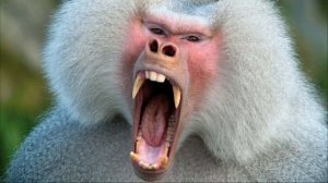 Панический крик бабуина. Звук бабуина