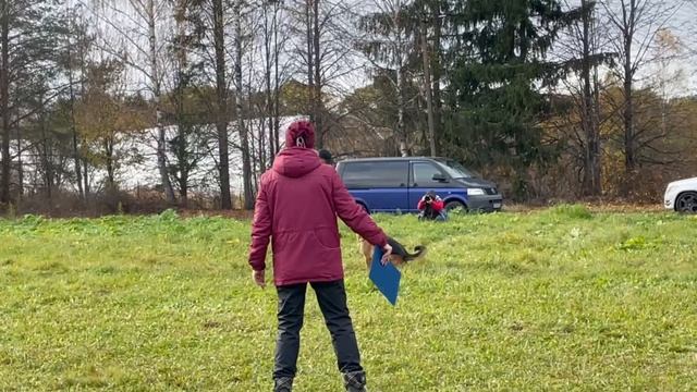 2 Отл. Сафтар Стейт ЖИВАЯ СТАЛЬ +++ №49. ТВЕРЬ 12 октября`25 Моно немецких овчарок смотреть онлайн