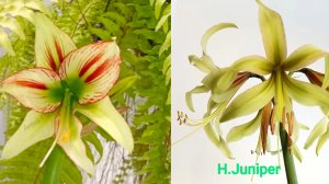 29-10-2025.Гиппеаструм Барнхорн и Juniper..пересадка деток.