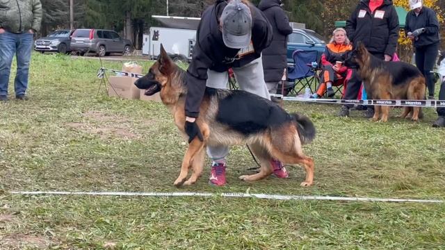 4 Оч/хор Хайлигенланд ЖЮСТИН №41 / КЧК ТВЕРЬ 12 октября`25 Т.Шишкина Моно немецких овчарок смотреть онлайн