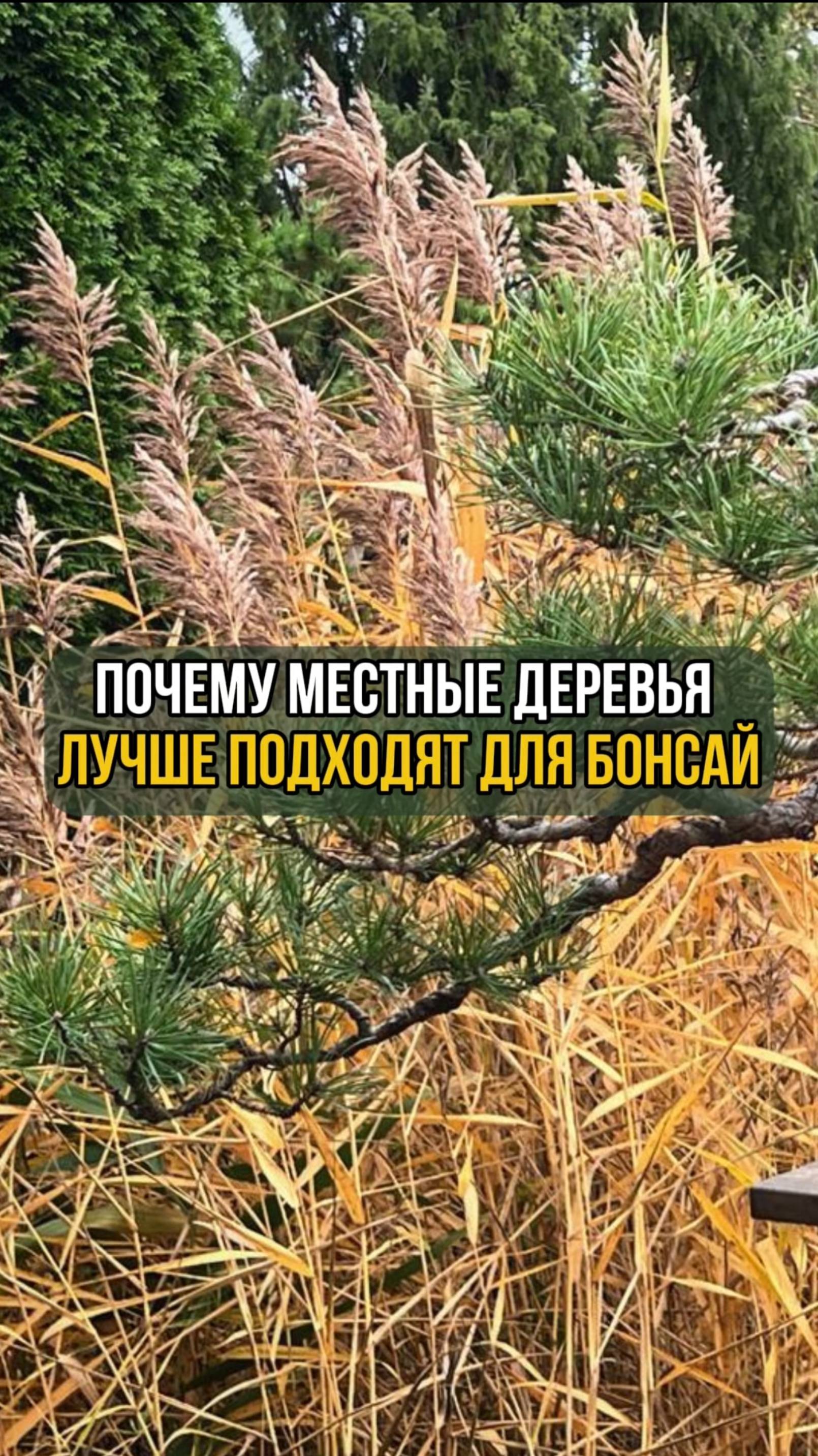 Почему местные деревья лучше подходят для бонсай? смотреть онлайн