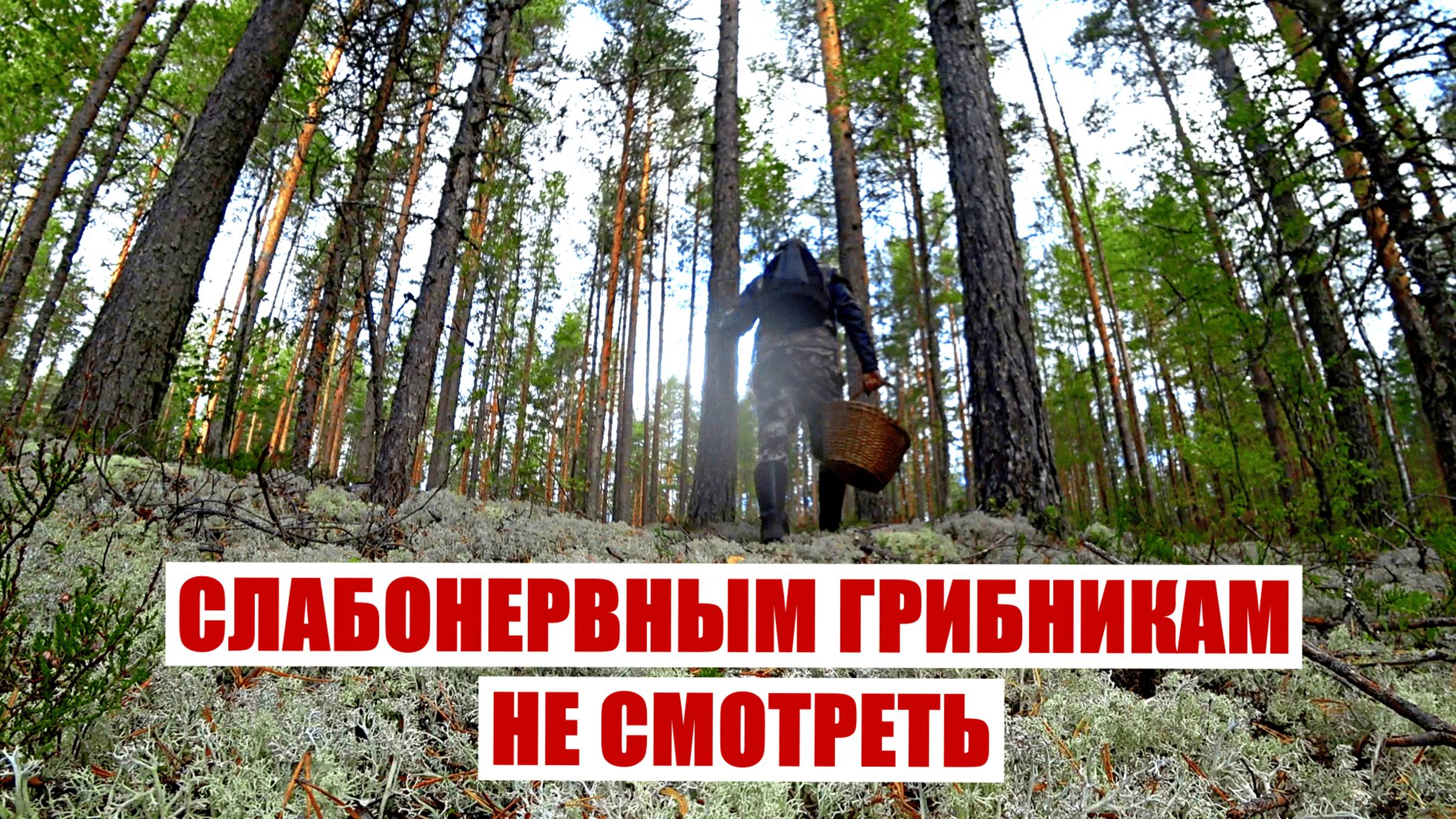 Грибник зашел в МОХ и обалдел! Слабонервным грибникам НЕ СМОТРЕТЬ! Грибы и Лес Сказочная Карелия смотреть онлайн