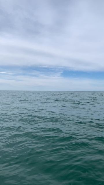 Дельфины в Чёрном море. Белобочки. Сочи. смотреть онлайн