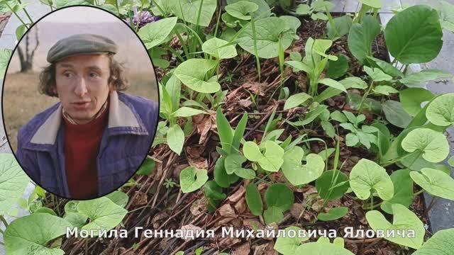 Забытая могила Геннадия Яловича. Николо-Архангельское кладбище смотреть онлайн