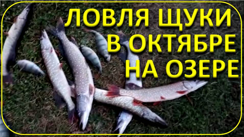 Ловля щуки на озере в октябре смотреть онлайн