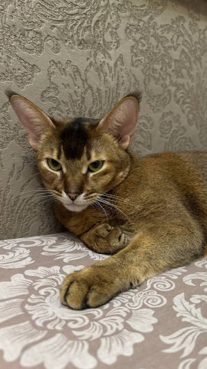 Кошка Сонька