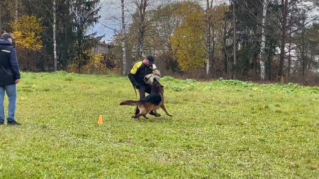 2 Отл. СС Team Bulle Hof ESKO +++ №15. ТВЕРЬ 12 октября`25 Моно немецких овчарок смотреть онлайн