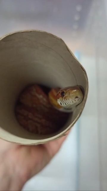 Катриель. смотреть онлайн