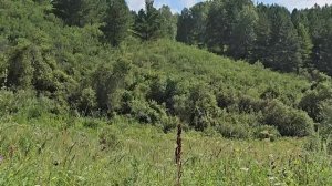 Алтай 2025 1 серия