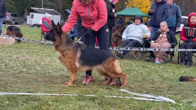 1 Оч/хор ЮКЧК OLISA Team Carrera №42 / КЧК ТВЕРЬ 12 октября`25 Т.Шишкина Моно немецких овчарок смотреть онлайн