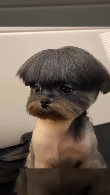 Когда подстригла мама 😁 смотреть онлайн