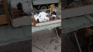 Голубинная Выставка г. Зеленокумск улица Восточная 1П 25.10.2025