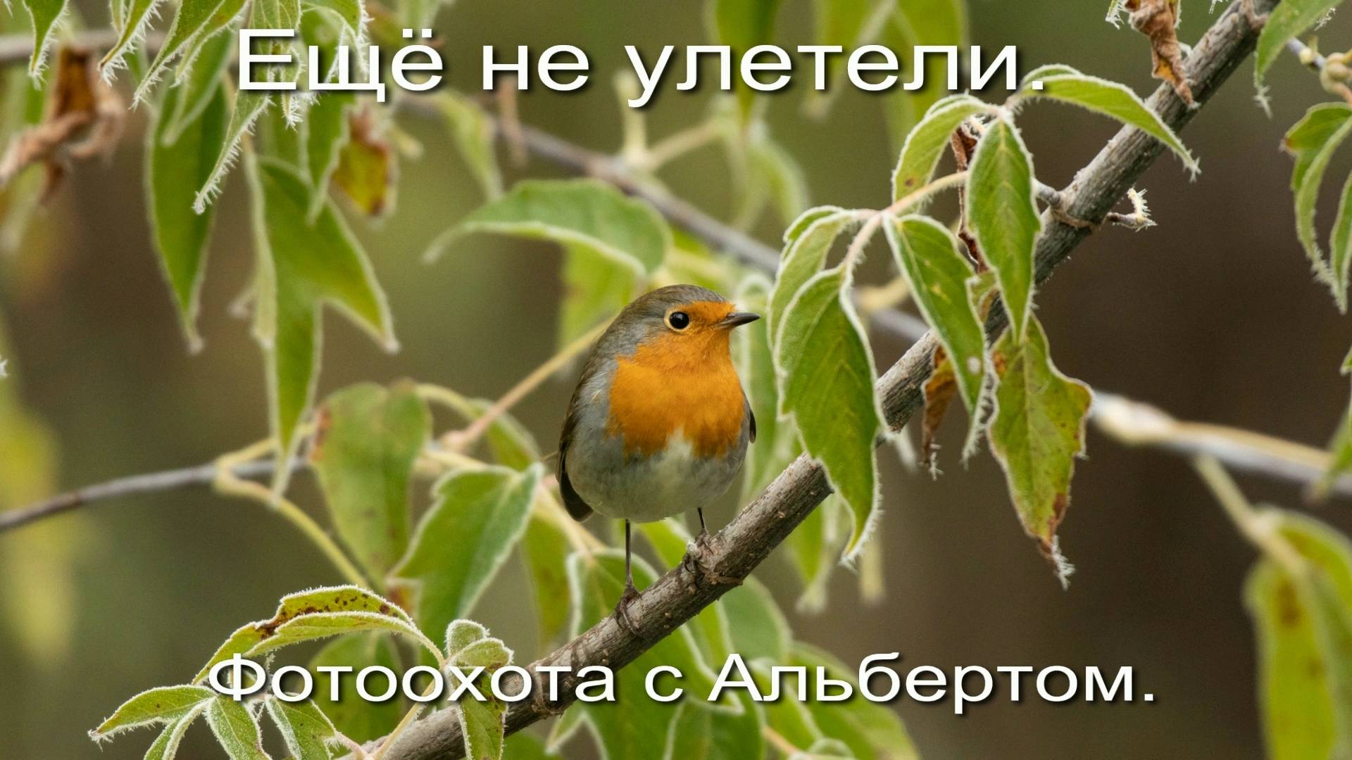 Фотоохота с Альбертом. Ещё не улетели..