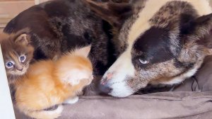 ПУМЫЧ ИГРАЕТ С ХВОСТОМ / Мейн-кун Мурка родила / Котята заняли лежанку Фроста / Минипиг завис