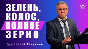 Зелень, колос, полное зерно | Сергей Гаврилов