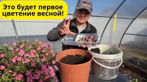 Сажаем тюльпаны и гиацинты в вазон- будут первые весенние цветы!