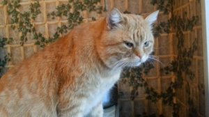 Кот на кухне