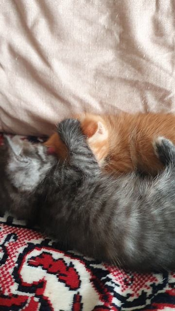 КОТЯТА смотреть онлайн