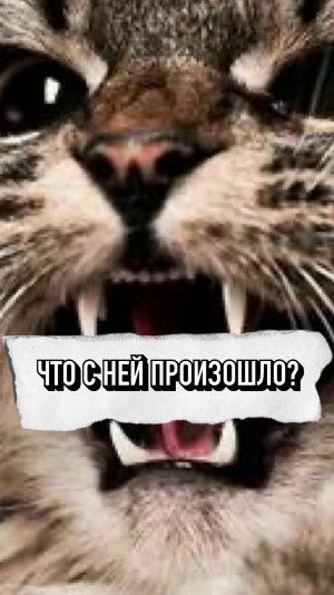 Этому Котику Снились Страшные Сны😢