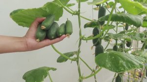 Выращивание огурцов дома на гидропонике