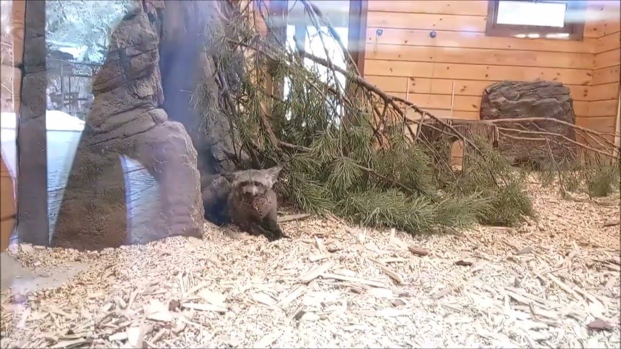 Большеухие лисицы в павильоне отдыхают 22.10.2025 смотреть онлайн