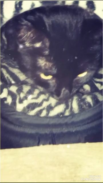 Мариуполь ⛵ вечер 🐈🐈🐈💻🌌 смотреть онлайн