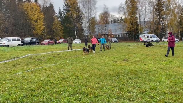 ЩЕНКИ СУКИ ДШ / КЧК ТВЕРЬ 12 октября`25 Т.Шишкина Моно немецких овчарок смотреть онлайн