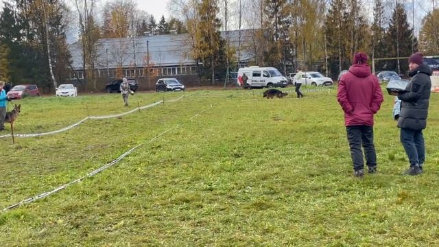 ПОДРОСТКИ КОБЕЛИ ДШ / КЧК ТВЕРЬ 12 октября`25 Т.Шишкина Моно немецких овчарок смотреть онлайн