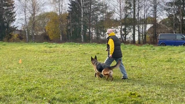 2 Отл. Сафтар Стейт ЖИВАЯ СТАЛЬ +++ №49. ТВЕРЬ 12 октября`25 Моно немецких овчарок смотреть онлайн