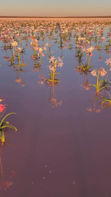 Цветение пустынных лилий #Сандхоф  #Намибия.