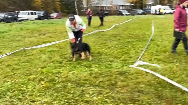 БЕБИ КОБЕЛИ / КЧК ТВЕРЬ 12 октября`25 Т.Шишкина Моно немецких овчарок смотреть онлайн