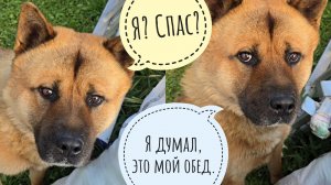 Пёс Кубик спас крыс от свалки. Синицы-рецидивицы бесят неясностей. Сыч Лучик - шалость удалась!