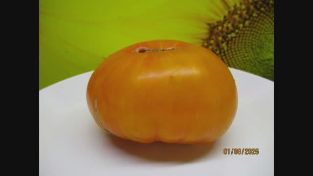 В 2025 году я вырастила 45 новых сортов томатов! Часть 2. Томатный Гном Ниму вариегатный. №900-33. смотреть онлайн