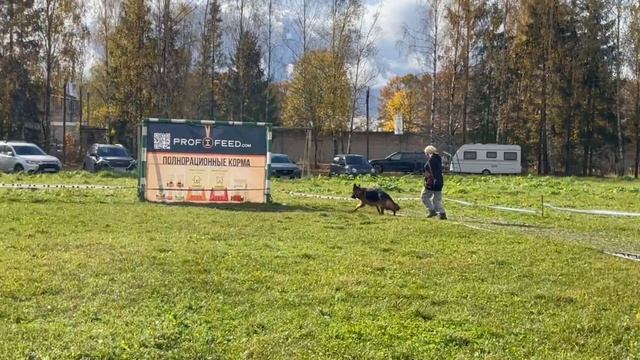 2 Отл. СС Team Bulle Hof ESKO +++ №15. ТВЕРЬ 12 октября`25 Моно немецких овчарок смотреть онлайн