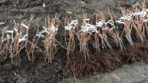 Саженцы выкопаны, начинаю рассылку заказов! Тел,WhatsApp и Telegram. : 8-918-43-794-43