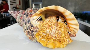 РАКОВИННЫЙ МОЛЛЮСК Вьетнамская уличная еда