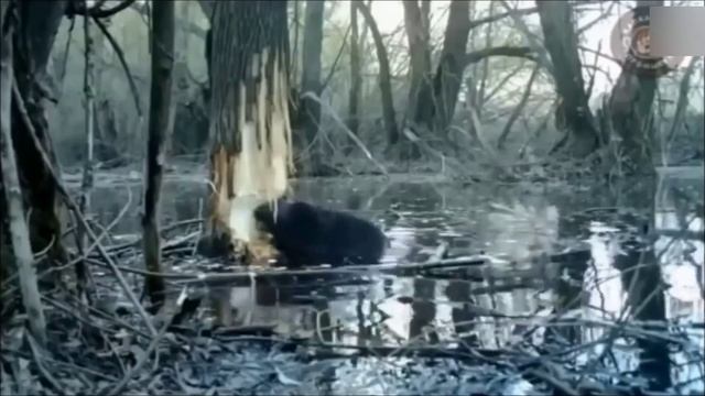 Почему на РУСИ истребили РУСАЛОК смотреть онлайн