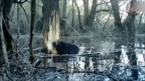 Почему на РУСИ истребили РУСАЛОК