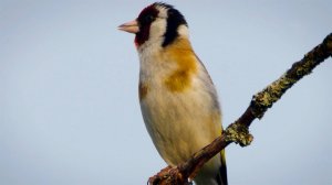 Как живут птицы поздней осенью?