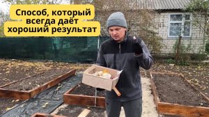 Сажаем озимый чеснок гнездовым способом