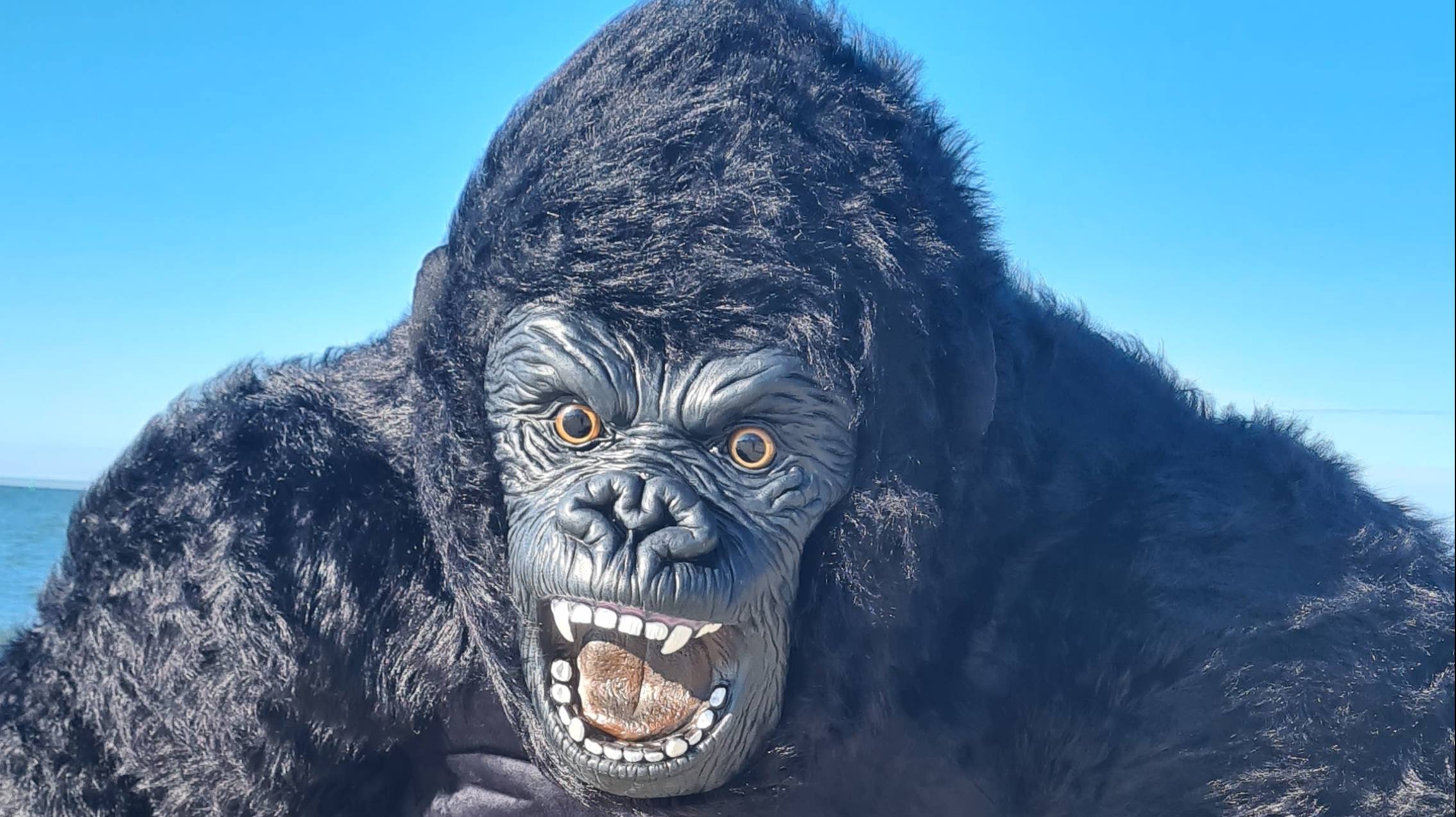 Горилла поздравляет смотреть онлайн