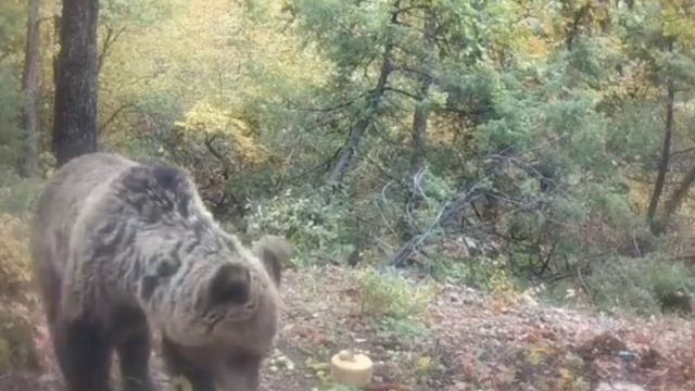 Видео фото ловушки мишка смотреть онлайн