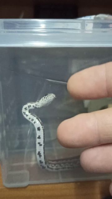 Дети жрать просят... смотреть онлайн